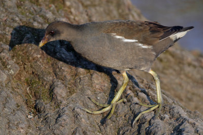 Common Moorhen, immature