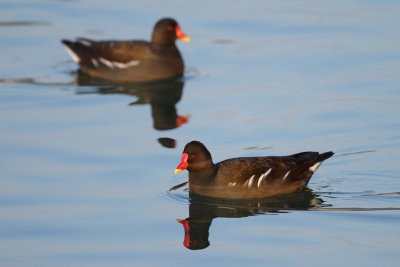 Common Moorhen