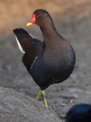 Common Moorhen
