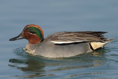 Teal, male