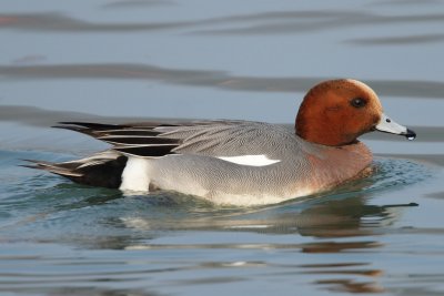 Eurasian Wigeon, male