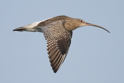 Curlew