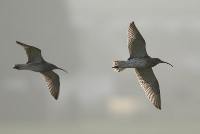 Curlew