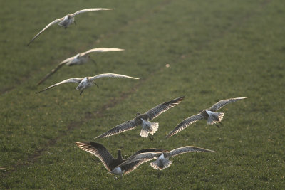 Curlew