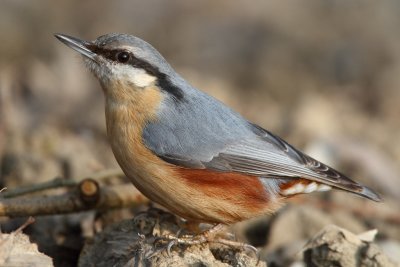 Eurasian Nuthatch