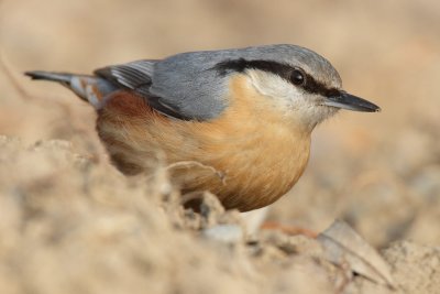 Eurasian Nuthatch