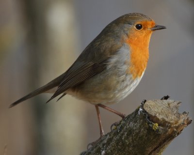 European Robin