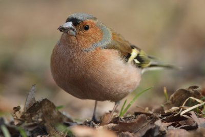 Chaffinch, male