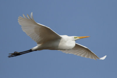 Great Egret