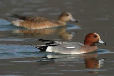 Eurasian Wigeon