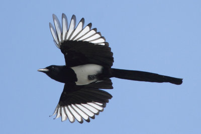 Magpie