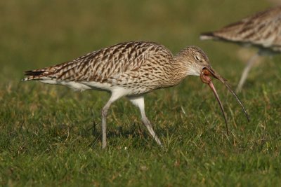 Curlew