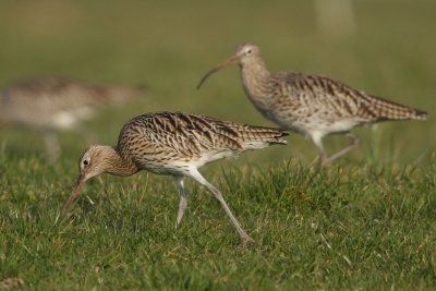 Curlew