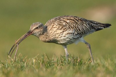 Curlew