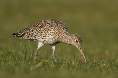 Curlew