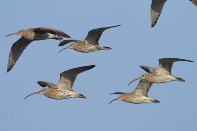 Curlew