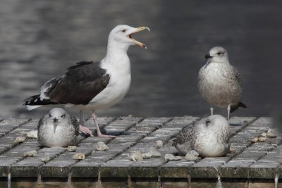 Greater Black-backed Gull, 4Y