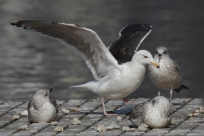 Greater Black-backed Gull, 4Y