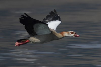 Egyptian Goose - In Flight