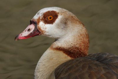 Egyptian Goose - Portrait