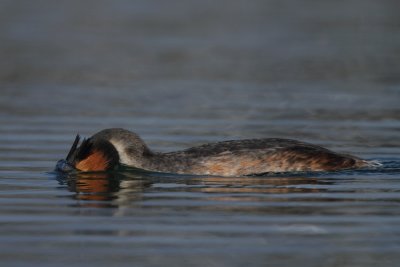 Great Crested Grebe