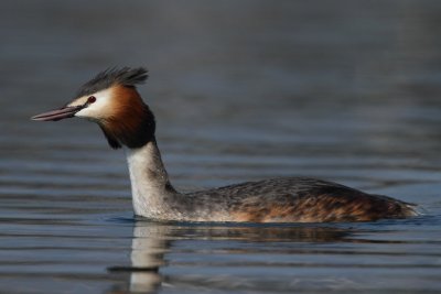 Great Crested Grebe