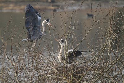 Grey Heron