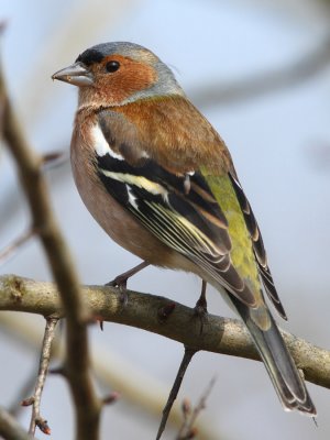 Chaffinch