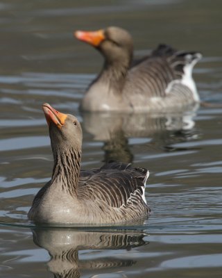 Greylag Geese