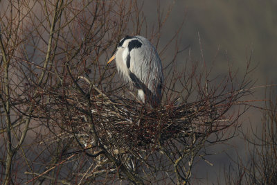 Grey Heron