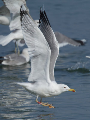 Caspian Gull, adult