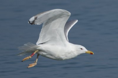 Caspian Gull, adult