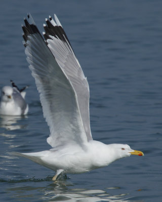 Caspian Gull, adult