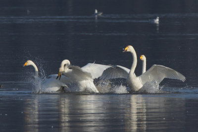 Whooper Swan