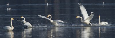 Whooper Swan