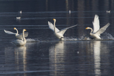 Whooper Swan