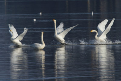 Whooper Swan