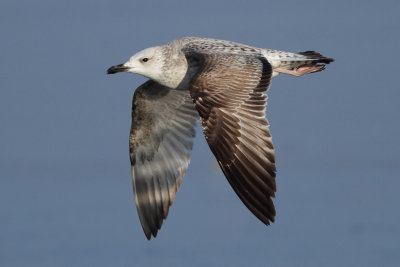 Caspian Gull, 2Y