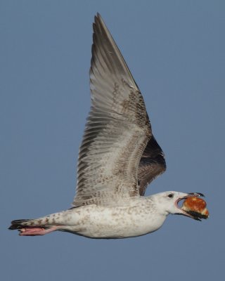 Caspian Gull, 2Y