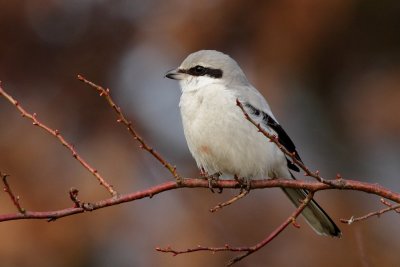 Great Grey Shrike