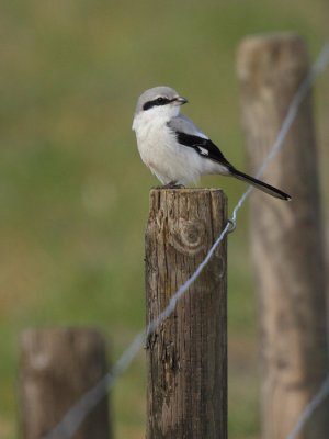 Great Grey Shrike