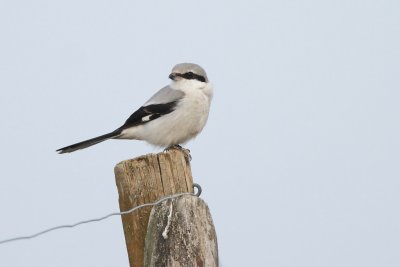 Great Grey Shrike