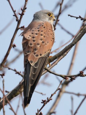 Common Kestrel, male