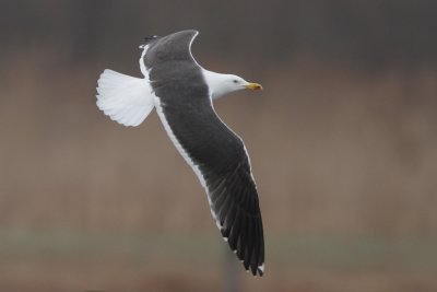 Lesser Black-backed Gull