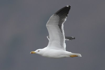 Lesser Black-backed Gull