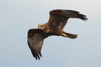 Marsh Harrier, female