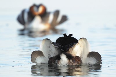 Great Crested Grebe