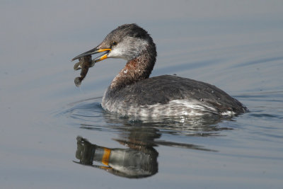 Red-necked Grebe