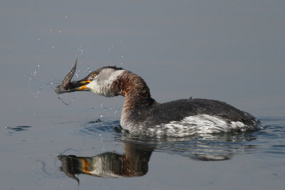 Red-necked Grebe
