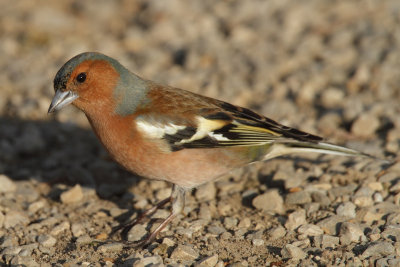 Common Chaffinch, male